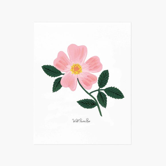 Affiche Rifle Paper Co. Fleur Rose sauvage 8 x 10